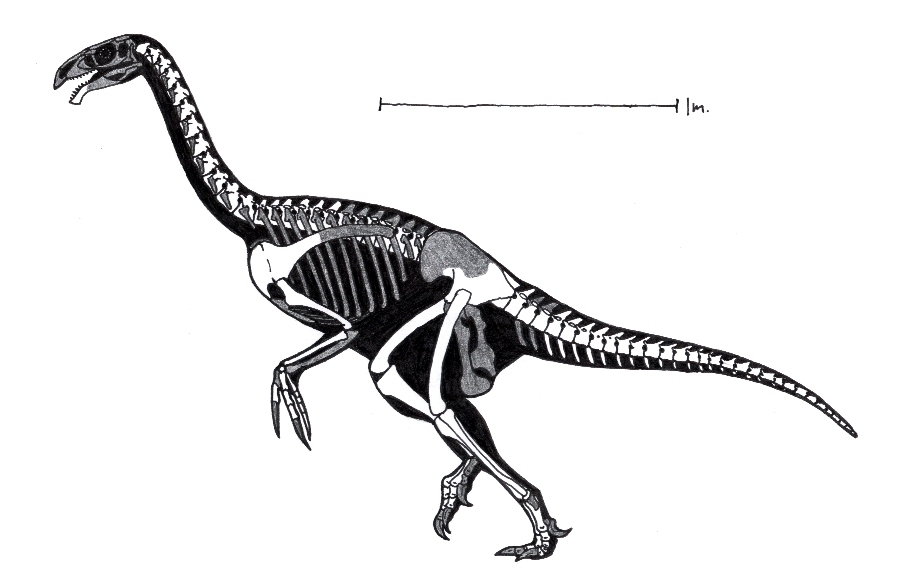 Neimongosaurus skeleton