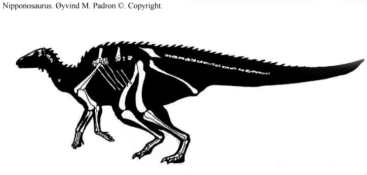 Nipponosaurus schaliensis