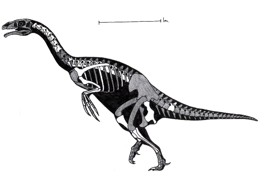 Nothronychus skeleton