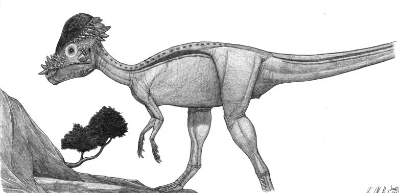 Pachycephalosaurus wyomingensis