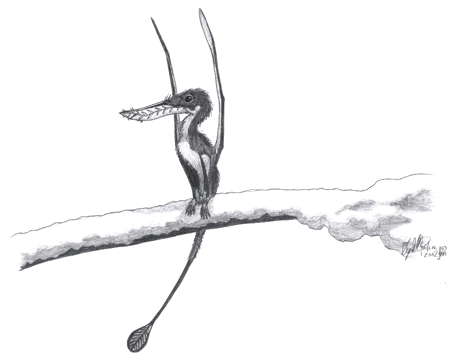 A Rhamphorhunchus