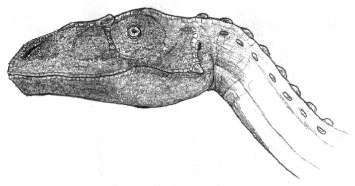 Riojasaurus incertus head portrait