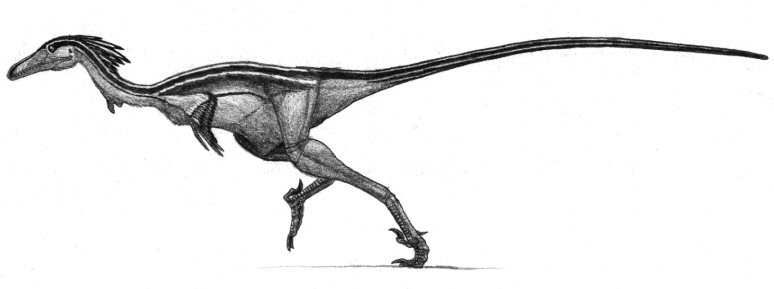 Saurornithoides mongoliensis