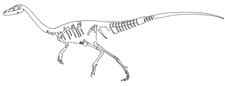 Segisaurus halli