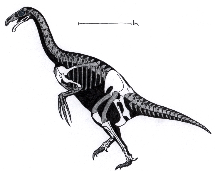 Segnosaurus skeleton