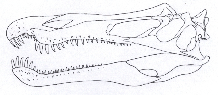 Suchomimus tenerensis skull