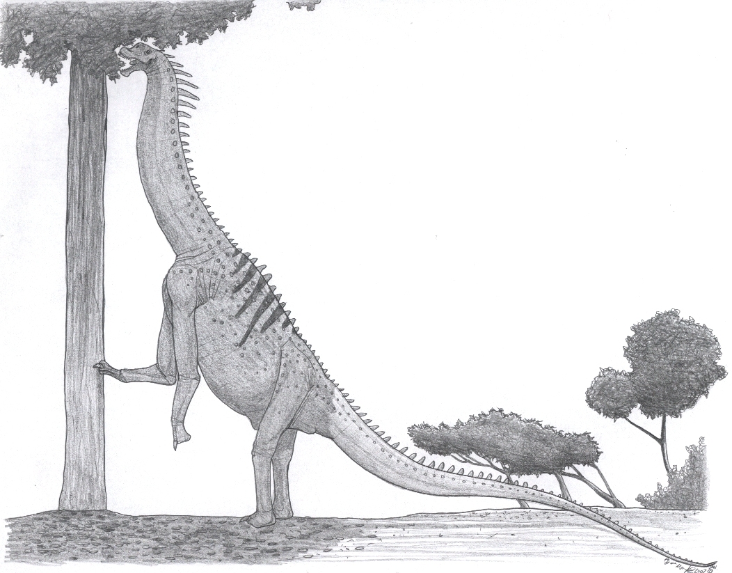 Titanosaurus colberti reaching up to feed