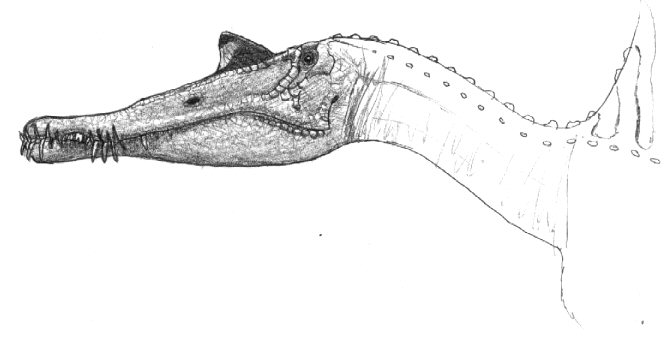 Unnamed spinosaurid