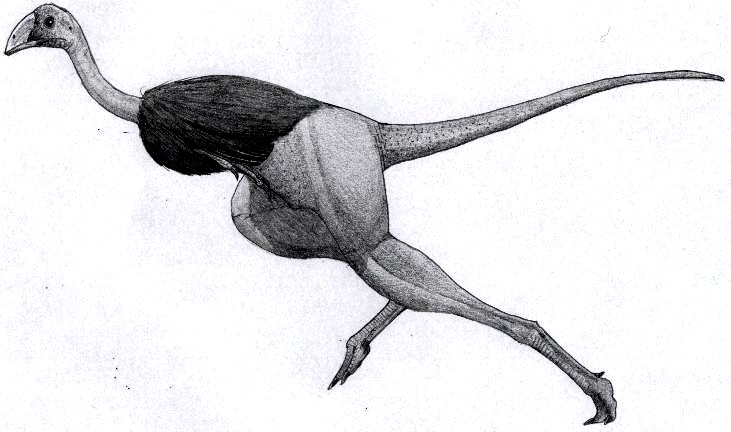 Yandangornis longicaudus