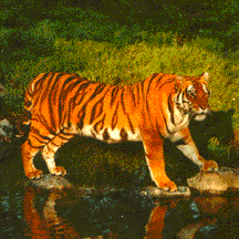 Welcoming The Lunar Year Of The Tiger 2022 - Join Svw To Protect  Indochinese Tigers - SVW - Save Vietnam's Wildlife