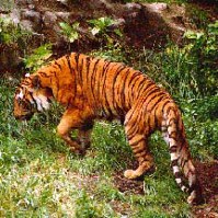 Welcoming The Lunar Year Of The Tiger 2022 - Join Svw To Protect  Indochinese Tigers - SVW - Save Vietnam's Wildlife