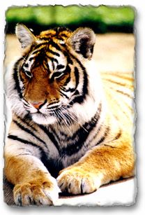 Welcoming The Lunar Year Of The Tiger 2022 - Join Svw To Protect  Indochinese Tigers - SVW - Save Vietnam's Wildlife