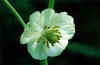 mayapple2.jpg (40188 bytes)