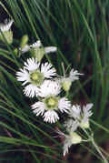 starry_campion.jpg (39710 bytes)