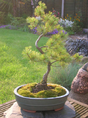 pine2006.jpg