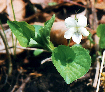 White Common Violet