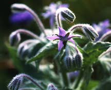 Borage pic