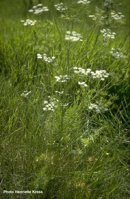 Caraway pic