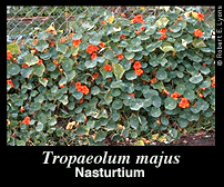 Nasturtium Photo