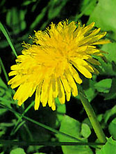 Dandelion pic