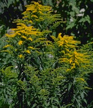 Goldenrod pic