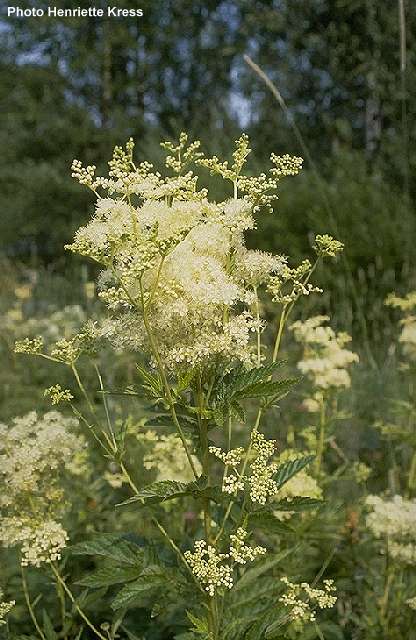 Meadowsweet pic