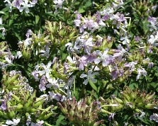 Soapwort pic