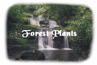 Forest Plants