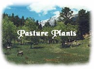 Pasture Plants