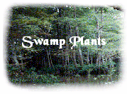 Swamp Plants