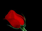 rose.gif (26670 bytes)