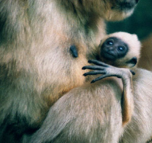 Black Gibbon (two month infant)