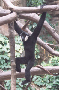 Black Gibbon (adult male)