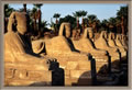 Luxor Temple - avenue of sphinxes