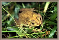 Angkor Wat - frog