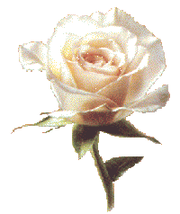 rose of peace