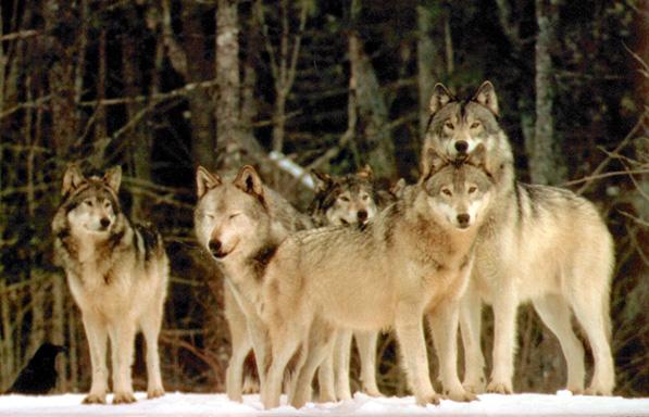 The Wolf Pack