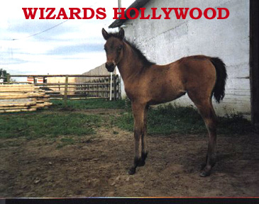 Wizards Hollywood