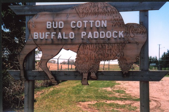 Bud Cotton Buffalo Paddock 1999