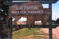 Bud Cotton Buffalo Paddock