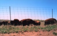 Ernie with the herd