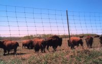 Buffalo Herd