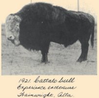 Cattalo Bull - ugly as snot