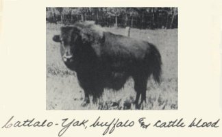 Cattalo - part Yak, part Buffalo, part Cow, 100% ugly