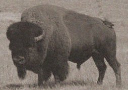 Eric the Buffalo