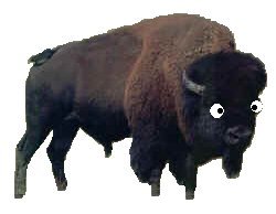 Ernie the Wonder Buffalo