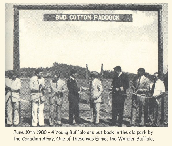 Bud Cotton Buffalo Paddock 1980