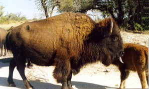 Buffalo tonguey