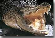 Estuarine Crocodile (Crocodylus porosus)