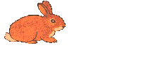 a bunny rabbit 
